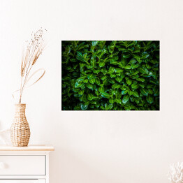 Plakat samoprzylepny Zielony krzew laurowy