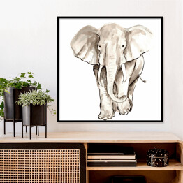 Plakat w ramie Biało czarna kwarela - ilustracja afrykańskiego słonia
