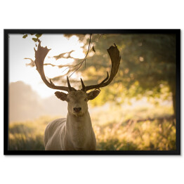 Plakat w ramie Głowa jelenia oświetlona promieniami porannego słońca