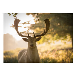 Plakat samoprzylepny Głowa jelenia oświetlona promieniami porannego słońca