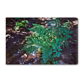 Obraz na płótnie Paproć przy strumieniu w lesie