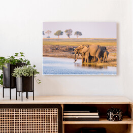 Obraz na płótnie Grupa afrykańskich słoni przy wodopoju o zmierzchu, Afryka