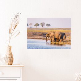 Plakat samoprzylepny Grupa afrykańskich słoni przy wodopoju o zmierzchu, Afryka