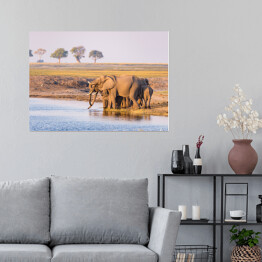 Plakat Grupa afrykańskich słoni przy wodopoju o zmierzchu, Afryka