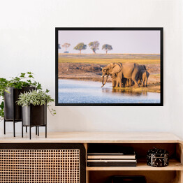 Obraz w ramie Grupa afrykańskich słoni przy wodopoju o zmierzchu, Afryka