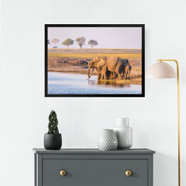 Obraz w ramie Grupa afrykańskich słoni przy wodopoju o zmierzchu, Afryka