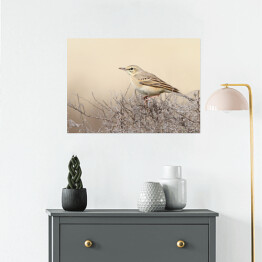 Plakat samoprzylepny Ptak na gałęzi we mgle