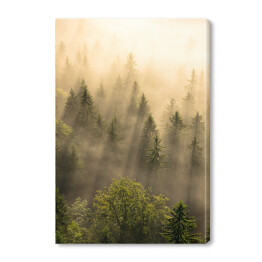 Obraz na płótnie Tajemniczy skandynawski las we mgle o wschodzie słońca