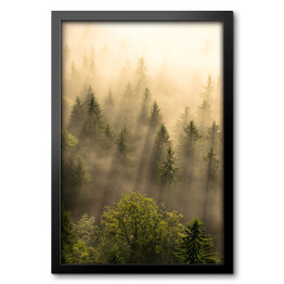 Obraz w ramie Tajemniczy skandynawski las we mgle o wschodzie słońca