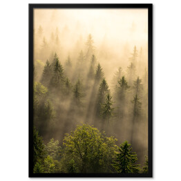 Plakat w ramie Tajemniczy skandynawski las we mgle o wschodzie słońca