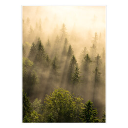 Plakat samoprzylepny Tajemniczy skandynawski las we mgle o wschodzie słońca