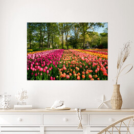 Plakat Kwitnące tulipany w ogrodzie, Holandia