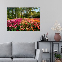 Plakat Kwitnące tulipany w ogrodzie, Holandia
