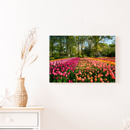 Obraz na płótnie Kwitnące tulipany w ogrodzie, Holandia