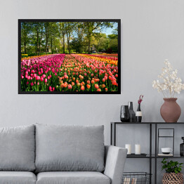 Obraz w ramie Kwitnące tulipany w ogrodzie, Holandia