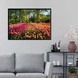 Plakat w ramie Kwitnące tulipany w ogrodzie, Holandia