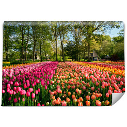 Fototapeta winylowa zmywalna Kwitnące tulipany w ogrodzie, Holandia