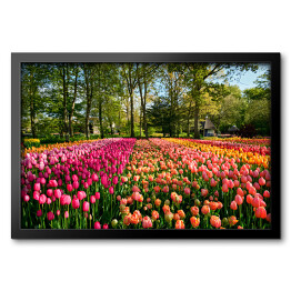 Obraz w ramie Kwitnące tulipany w ogrodzie, Holandia