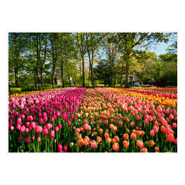 Plakat samoprzylepny Kwitnące tulipany w ogrodzie, Holandia