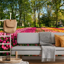 Fototapeta Kwitnące tulipany w ogrodzie, Holandia