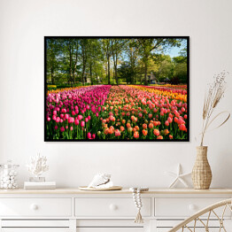 Plakat w ramie Kwitnące tulipany w ogrodzie, Holandia