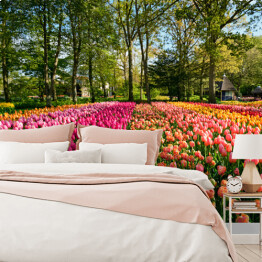 Fototapeta winylowa zmywalna Kwitnące tulipany w ogrodzie, Holandia