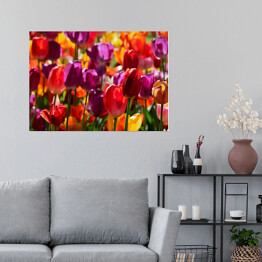 Plakat samoprzylepny Tulipany w ogrodzie w Holandii