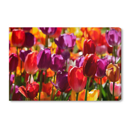 Obraz na płótnie Tulipany w ogrodzie w Holandii