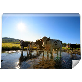 Fototapeta winylowa zmywalna Krowy stojące w wodzie patrzące w obiektyw 