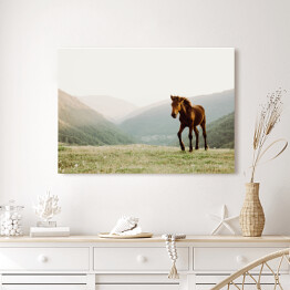 Obraz na płótnie Koń w polu na tle gór