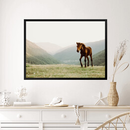 Obraz w ramie Koń w polu na tle gór