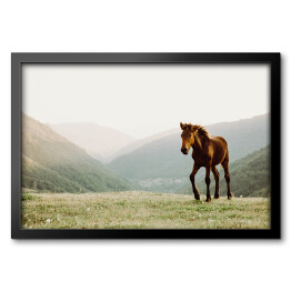 Obraz w ramie Koń w polu na tle gór