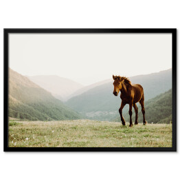 Plakat w ramie Koń w polu na tle gór