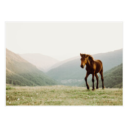 Plakat samoprzylepny Koń w polu na tle gór