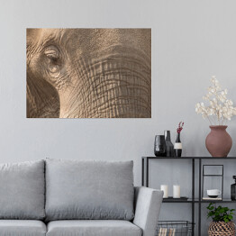 Plakat samoprzylepny Słonie, Chobe River, Chobe National Park