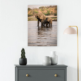 Obraz na płótnie Słonie pijące wodę z rzeki, Park Narodowy Chobe