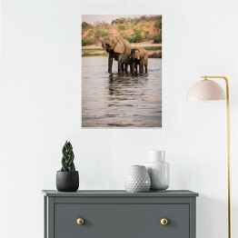 Plakat samoprzylepny Słonie pijące wodę z rzeki, Park Narodowy Chobe