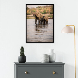 Plakat w ramie Słonie pijące wodę z rzeki, Park Narodowy Chobe