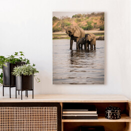 Obraz na płótnie Słonie pijące wodę z rzeki, Park Narodowy Chobe