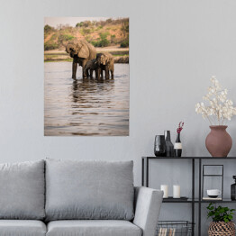 Plakat samoprzylepny Słonie pijące wodę z rzeki, Park Narodowy Chobe