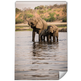 Fototapeta Słonie pijące wodę z rzeki, Park Narodowy Chobe