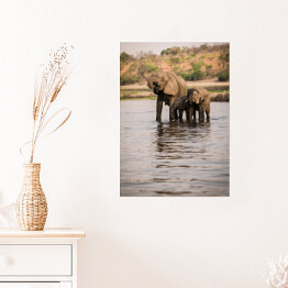 Plakat Słonie pijące wodę z rzeki, Park Narodowy Chobe