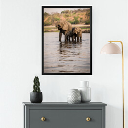 Obraz w ramie Słonie pijące wodę z rzeki, Park Narodowy Chobe