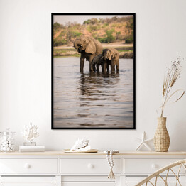 Plakat w ramie Słonie pijące wodę z rzeki, Park Narodowy Chobe