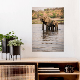 Plakat Słonie pijące wodę z rzeki, Park Narodowy Chobe