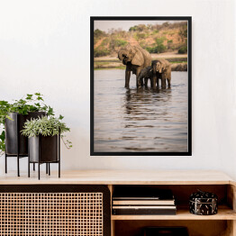 Obraz w ramie Słonie pijące wodę z rzeki, Park Narodowy Chobe