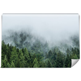 Fototapeta samoprzylepna Las we mgle, niskie chmury w iglakach, austriackie alpy