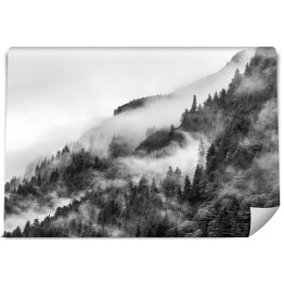 Fototapeta Las we mgle na wzgórzu w odcieniach szarości
