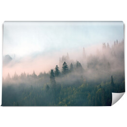 Fototapeta winylowa zmywalna Mglisty poranek w lesie na wzgórzach