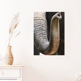 Plakat samoprzylepny Trąba afrykańskiego słonia - ujęcie ze zbliżeniem